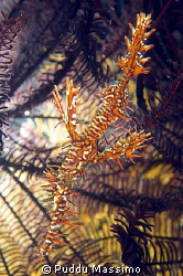 gangaa island,north sulawesi,ghost pipe fish,nikon d2x 60... by Puddu Massimo 